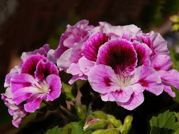 Flor rosa e roxa de planta em vaso de gerânio — Fotografia de Stock