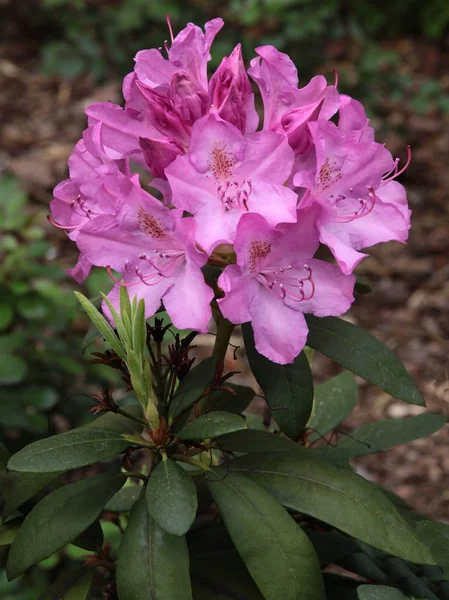 Ροζ λουλούδια του θάμνου ροδόδεντρο την άνοιξη — Φωτογραφία Αρχείου
