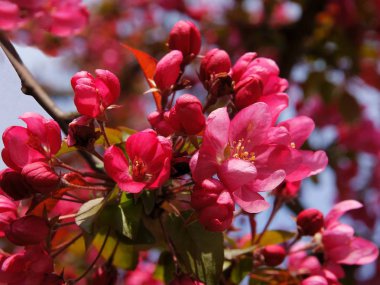 pembe çiçekler crabapple ağaç bahar