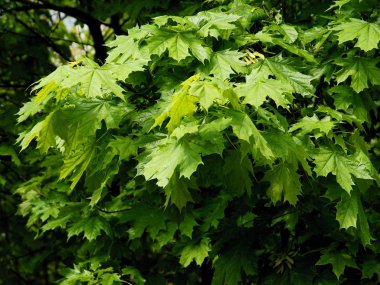 Akça ağaç yeşil yaprakları