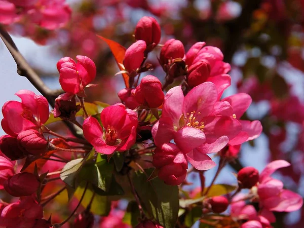 Rosa blommor av crabapple träd på våren — Stockfoto