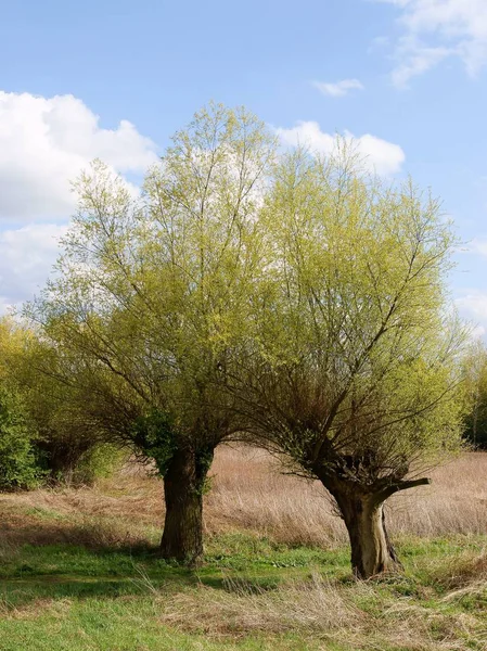 Two willow trees at spring — Stock Photo, Image