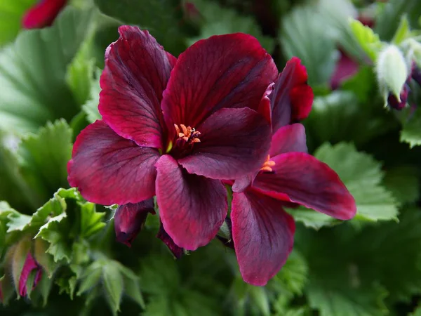 Violette und rosa Blüten der Pelargonie-Pflanze — Stockfoto