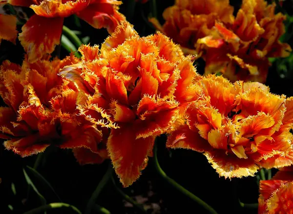 Tulipani rossi e gialli in un giardino — Foto Stock