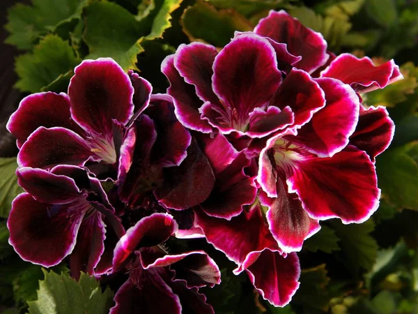 Purple and pink flowers of geranium — Stock Photo, Image