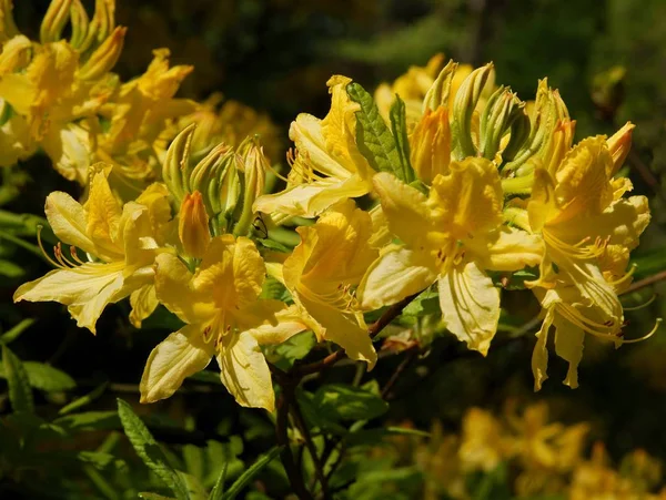 Gula blommor av rhododendron bush på våren — Stockfoto