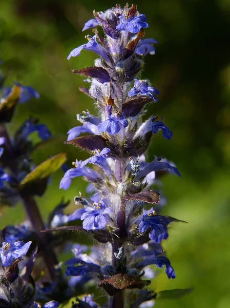 Fiori blu di pianta bugleweed — Foto Stock