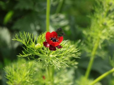 Trollus chinensis bunge bitki kırmızı çiçekli