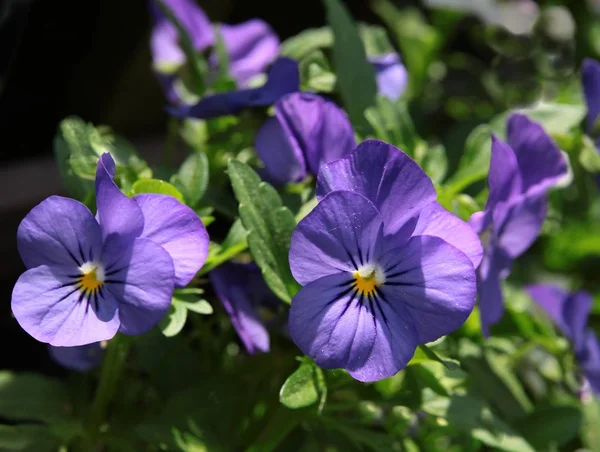 Lila flower of pansy — Stock Photo, Image