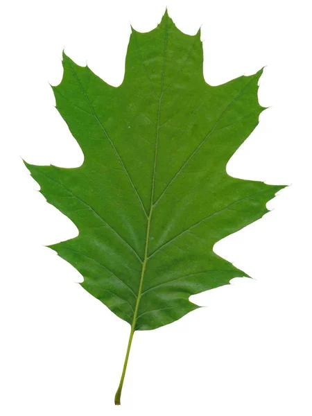 Zielony liść dębu — Zdjęcie stockowe