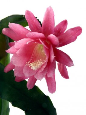 kaktüs Epiphyllum beyaz petal kırmızı çiçek