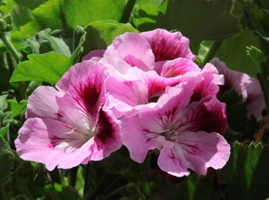 Sardunya Sardunya, pembe ve kırmızı çiçekler