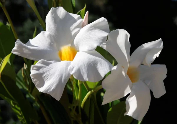 Mandevilla Sanderi z białych kwiatów — Zdjęcie stockowe