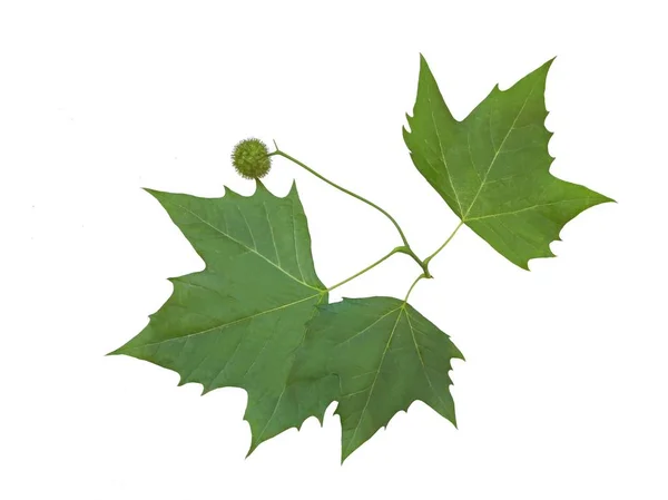 Leaves and fruit of plane tree — Stock Photo, Image