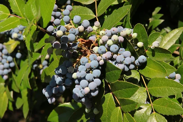 ライラの果実がなる、メギ aquifolium ブッシュ — ストック写真