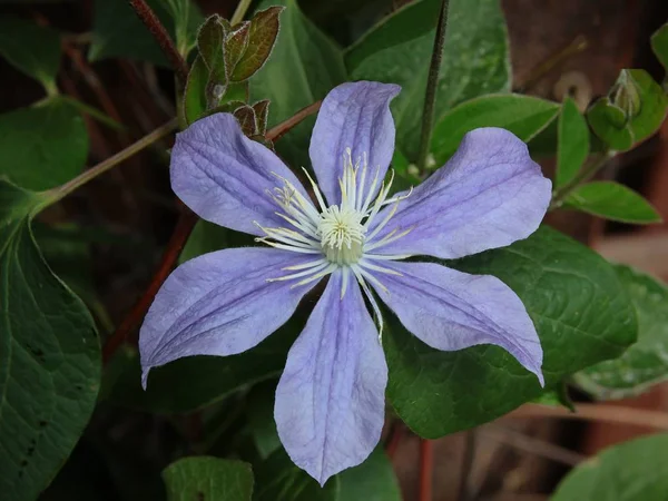 Lila flower of clematis climbing plant — Stock Photo, Image