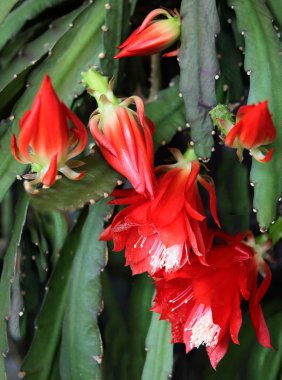 Kırmızı çiçekli sulu Epiphyllum
