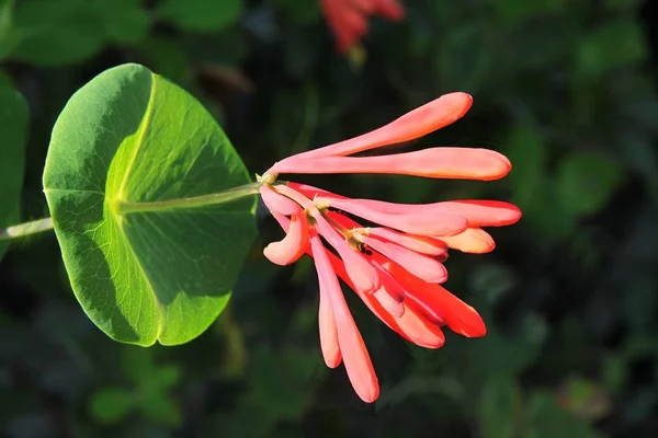 Rode bloem van Lonicera browni klimmen van de plant — Stockfoto