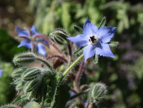Blue flowers of borage starflower plant — Stock Photo, Image