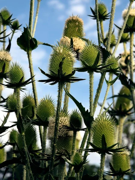 Vahşi, dikenli bitki Fuller's teasel çiçek açması — Stok fotoğraf