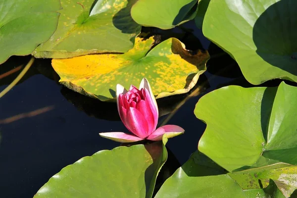 Lila virágok a víz lily Pond — Stock Fotó