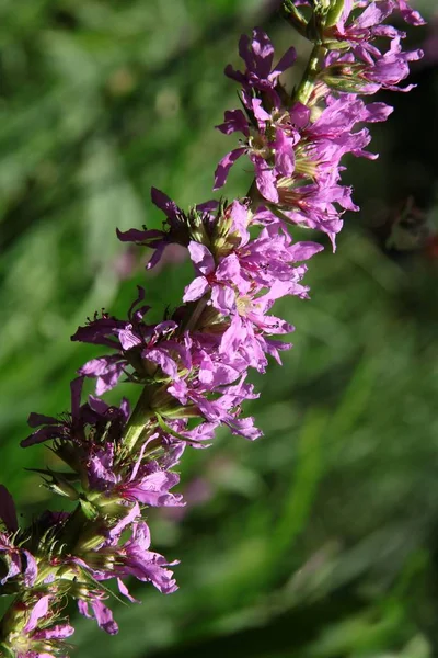 Wild plant purple loosestrife blooming — Stock Photo, Image