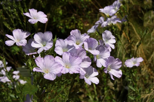 Lila flowers of Linum hirsutum — Stock Photo, Image