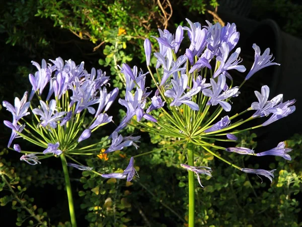 Lila flowers of Agapanthus Africanus — Stock Photo, Image