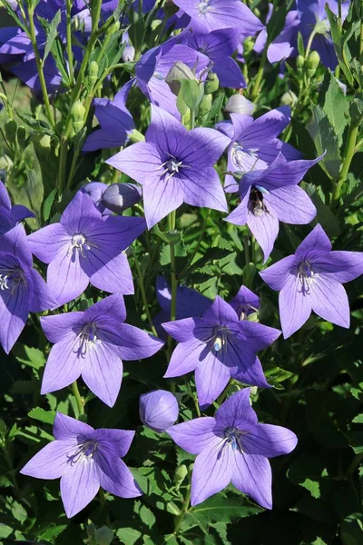 Lila Blumen der chinesischen Glockenblume aus nächster Nähe — Stockfoto