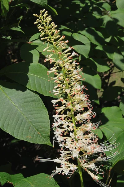 Flor blanca del castaño de Indias —  Fotos de Stock