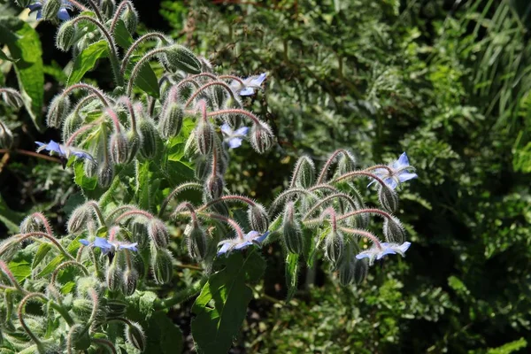 Blue flowers of borage starflower plant — Stock Photo, Image
