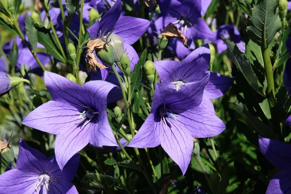 Lila flowers of chinese bellflower close up — Stock Photo, Image