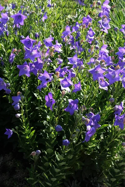 Lila flowers of chinese bellflower close up — Stock Photo, Image