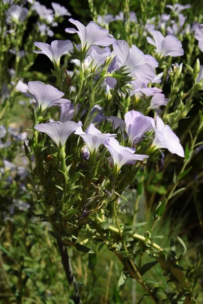 Flores de lila de Linum hirsutum — Fotografia de Stock