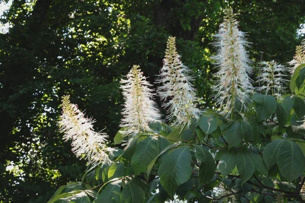 Fiore bianco di ippocastano — Foto Stock