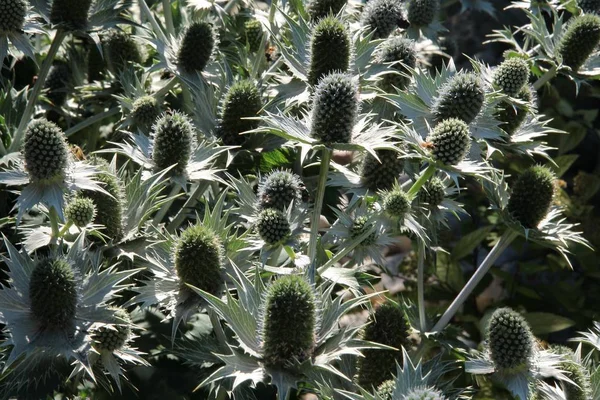 Stekelige plant Eryngium planum — Stockfoto