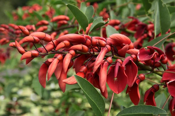 エリスリナ ・鶏冠木の赤い花 — ストック写真