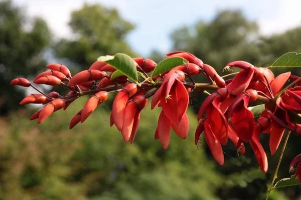 Fiori rossi dell'albero di eritrina Crista-Galli — Foto Stock