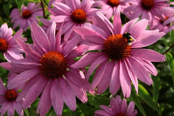 Roze bloemen van zonnehoed — Stockfoto