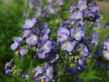Jacob's ladder bitki closeup mavi çiçekler