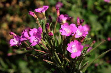 Willow herb bitki ile mor çiçekler