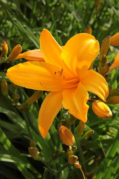 Желтые лилии в саду крупным планом — стоковое фото