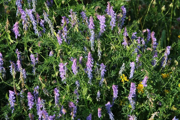 Flores de lila de ervilhaca em prado — Fotografia de Stock