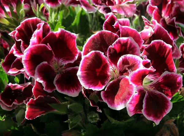 Purple and pink geranium flowers closeup — Stock Photo, Image