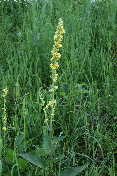 doğal medine olarak yabani bitki sticklewort