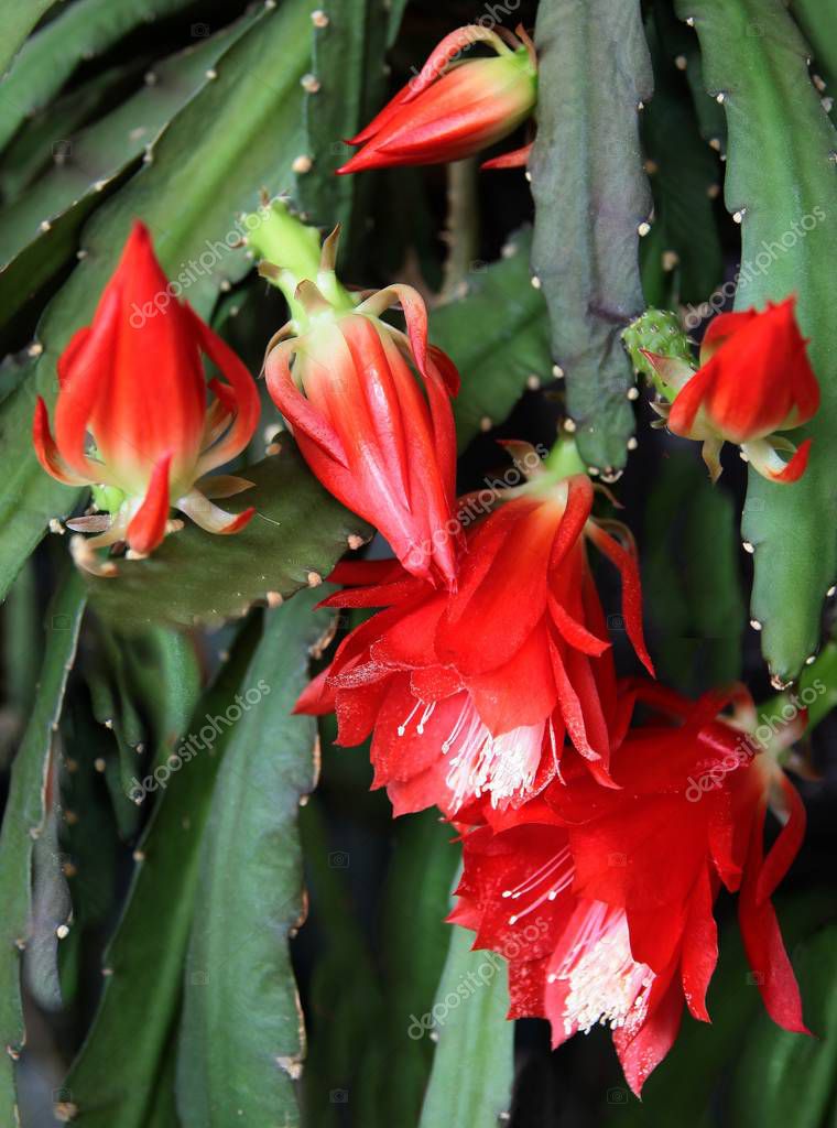 Kaktus Mit Roten Blüten