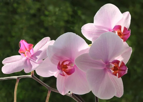 Roze bloemen van de orchidee Phalaenopsis close-up — Stockfoto