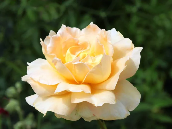 Yellow flower of rose bush closeup — Stock Photo, Image