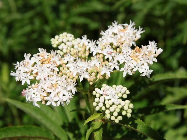 Białe kwiaty karła starszy roślin w spring — Zdjęcie stockowe