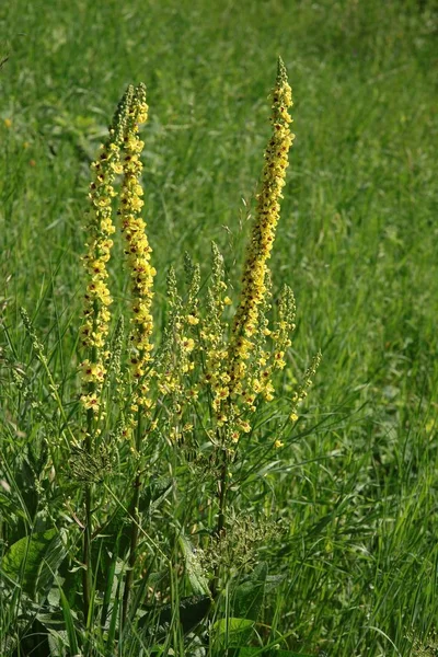 Vilda växter sticklewort som naturliga medine — Stockfoto